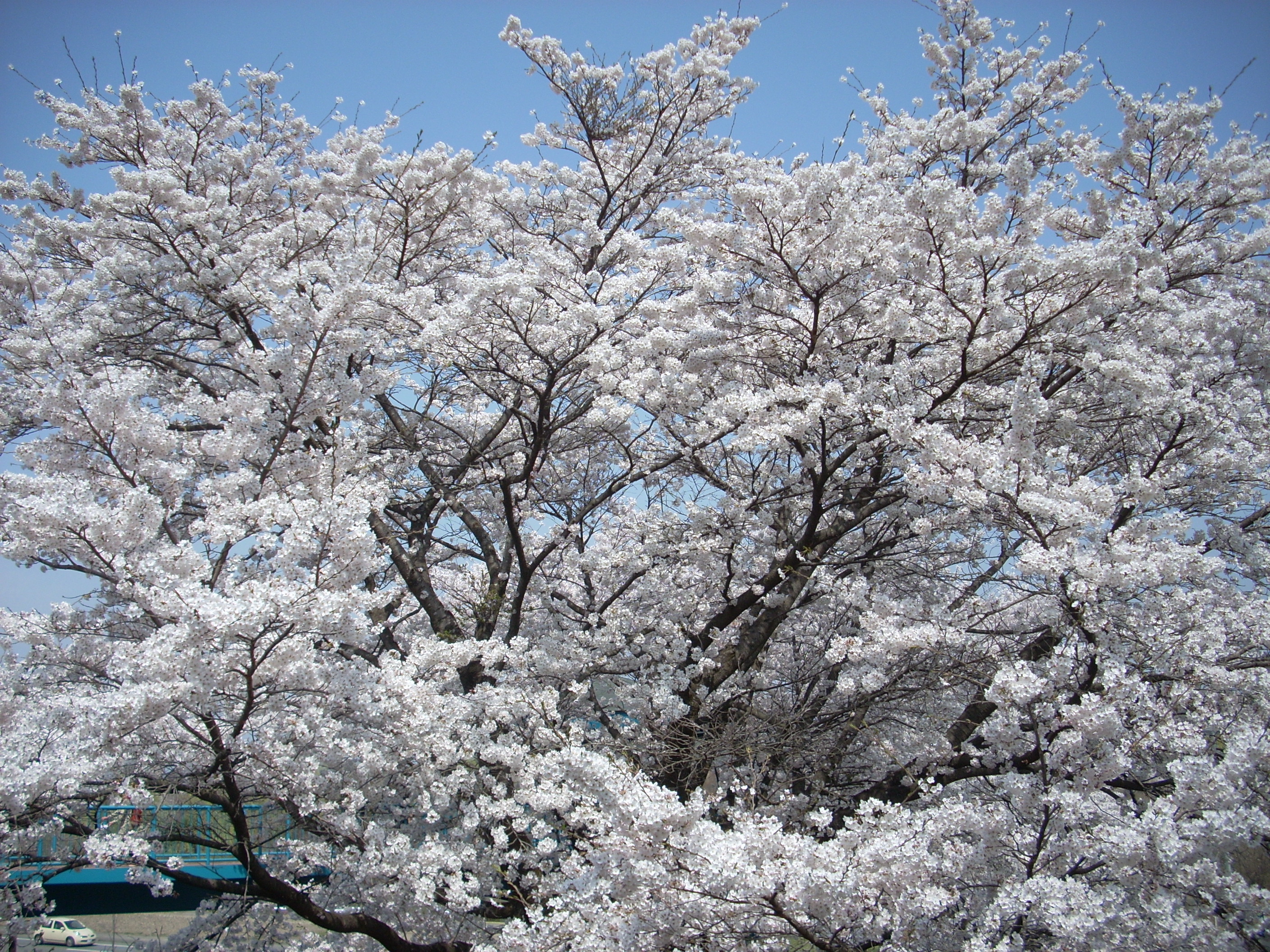 黒磯公園の桜が満開です 相鉄不動産