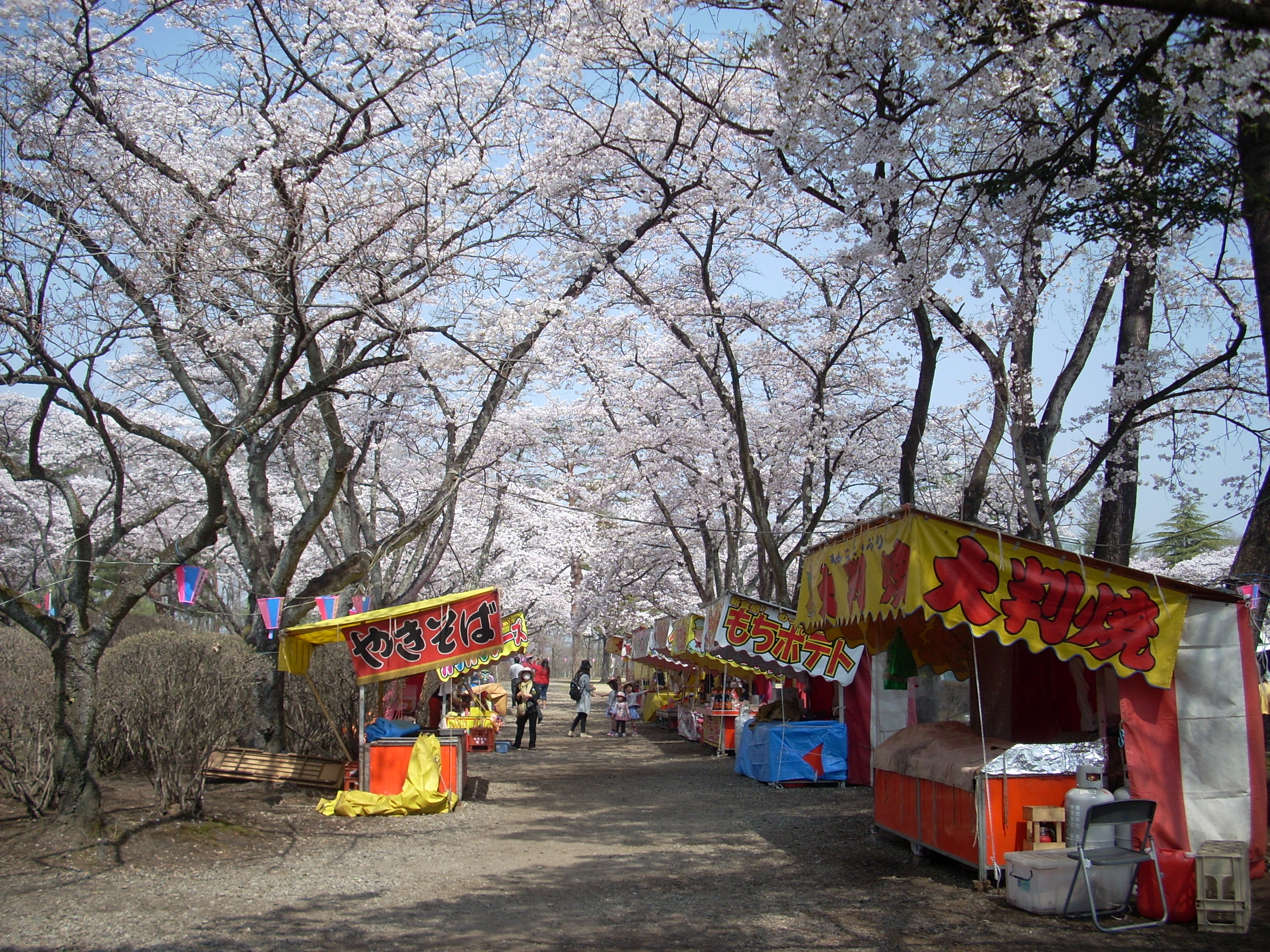 黒磯公園の桜が満開です 相鉄不動産