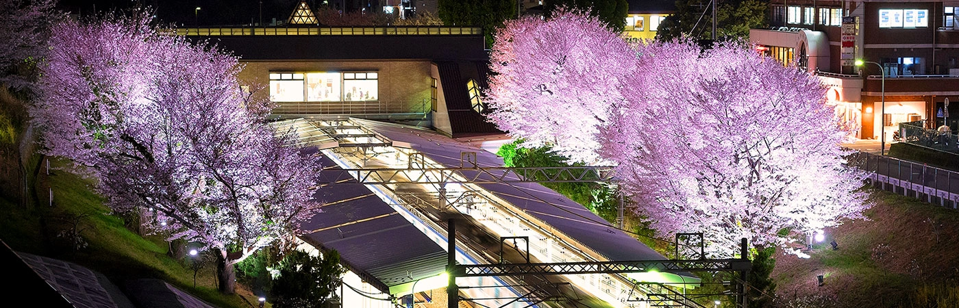 春の桜ライトアップされた弥生台駅
